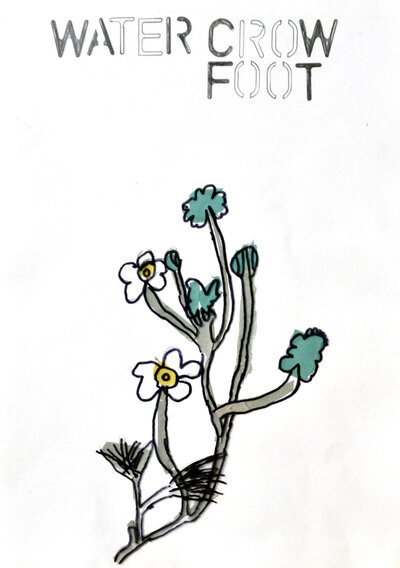 Water Crowfoot - P1070343