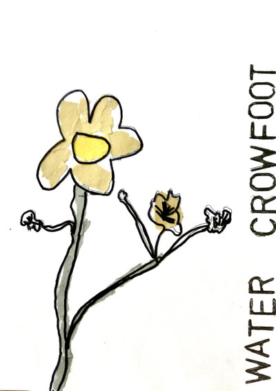 Water Crowfoot - P1070344