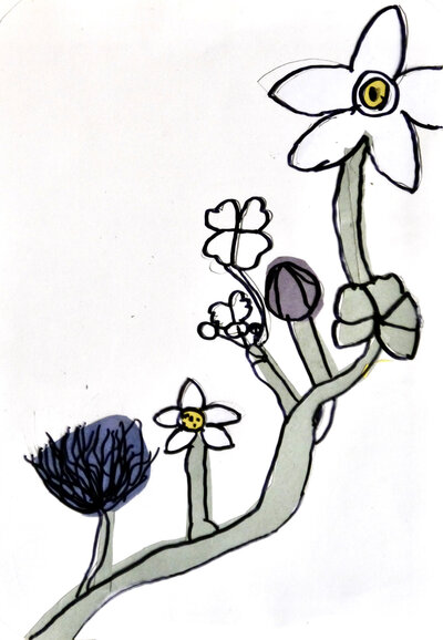 Water Crowfoot - P1070345