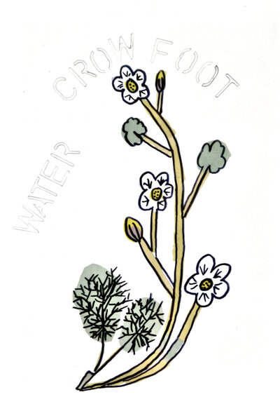 Water Crowfoot - P1070420