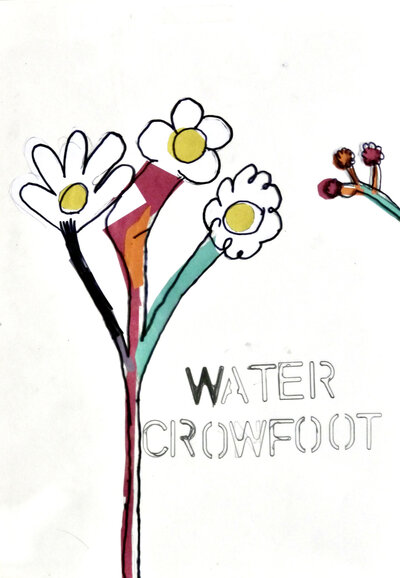 Water Crowfoot - P1070422