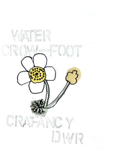 Water Crowfoot - P1070425