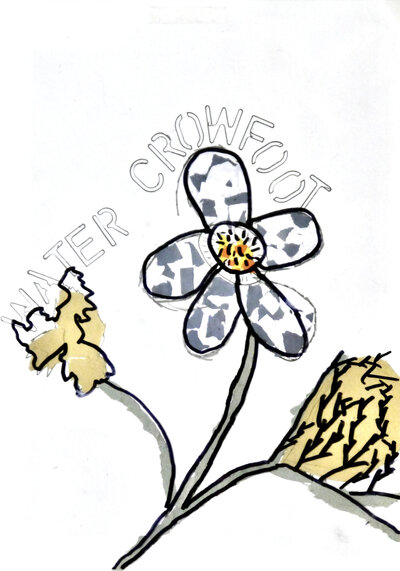 Water Crowfoot - P1070429