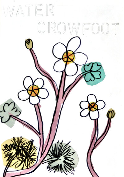 Water Crowfoot - P1070430