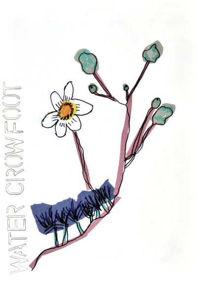 Water Crowfoot - P1070431