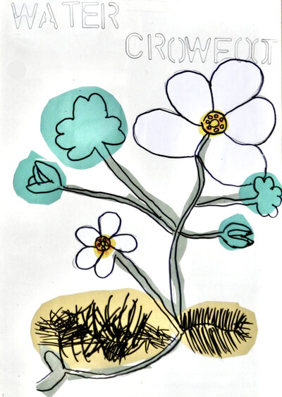 Water Crowfoot - P1070432