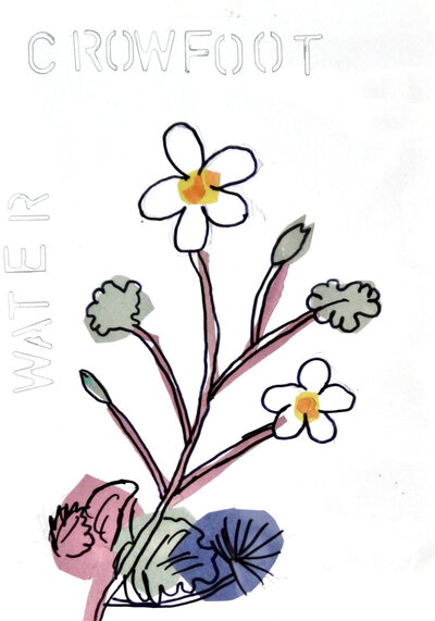 Water Crowfoot - P1070434