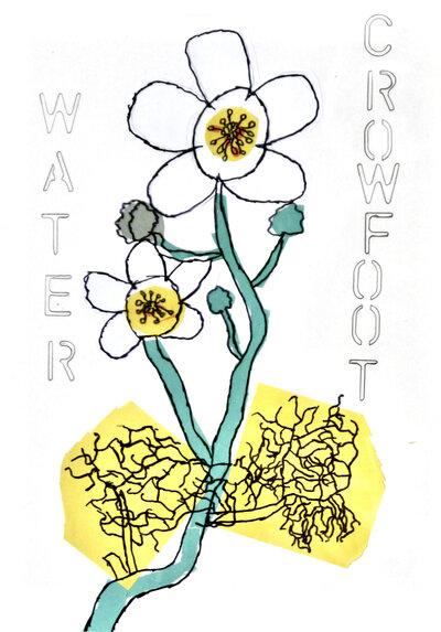 Water Crowfoot - P1070437