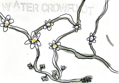Water Crowfoot - P1070438